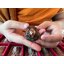 ราหูหนุนดวง (ลงวันเดือนปีเกิด) พระอาจารย์บุณยกร ฐิตปุณโญ