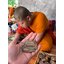 งัวธนูกูครูเถิกหลวง พระอาจารย์ บุณยกร ฐิตปุญโญ ✔️
