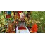 กุมารแดง ไอ้แดง วัดท่าลาดใต้ หลวงพ่อวิญญู FLT
