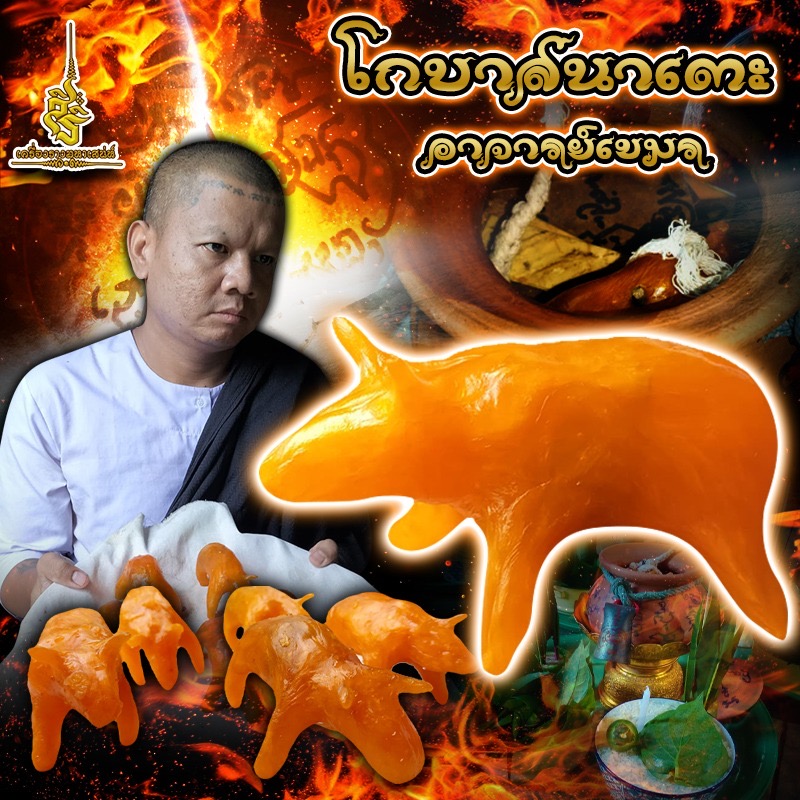 วัวธนูอาคม (โกบาสนาเตะ) อาจารย์เขมร