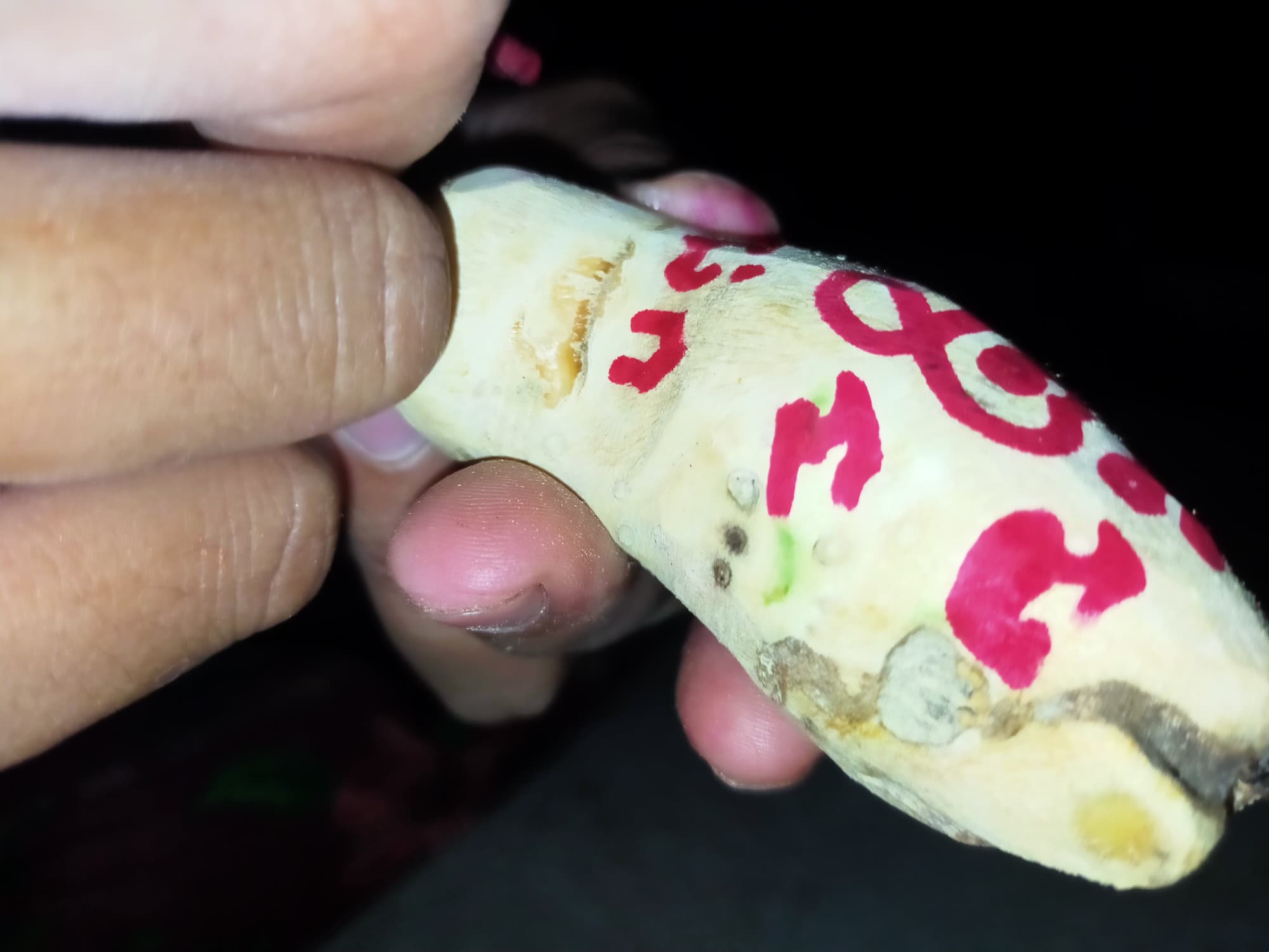 ⭕️ คตไม้ไผ่ อาจารย์โง่ก พจน์รัมย์