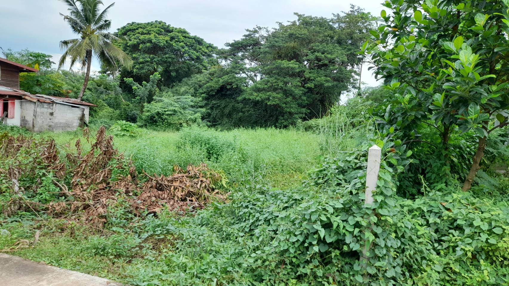 ขายที่ดินซอยตาโม ถ.อุดร-หนองใส ต.หนองบัว อ.เมืองอุดรธานี