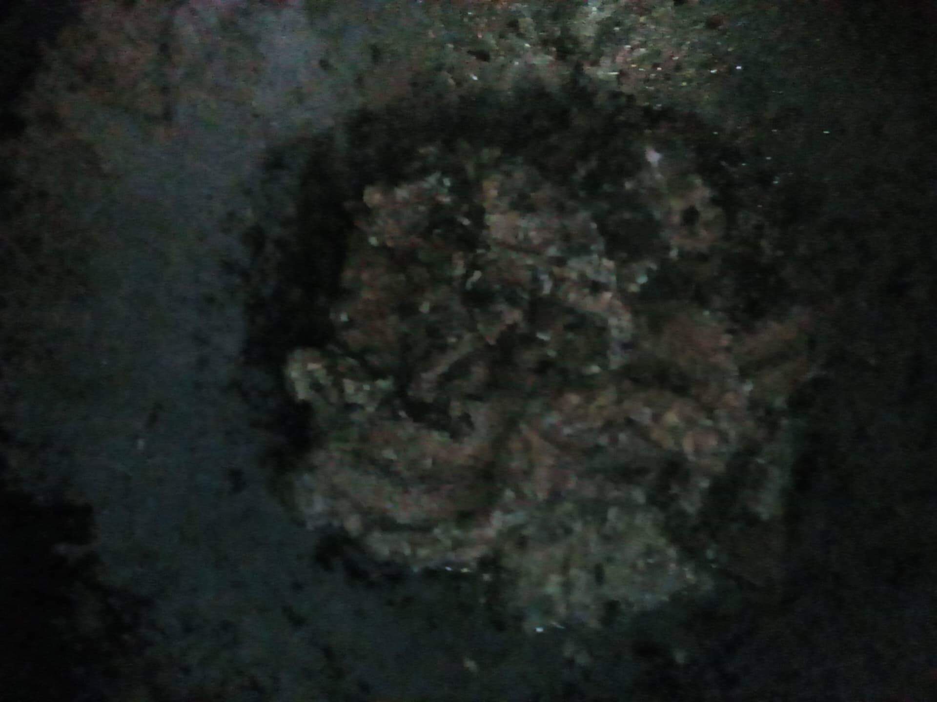 สีผึ้งพรายงูกุเลน อาจารย์เขมร (FL)