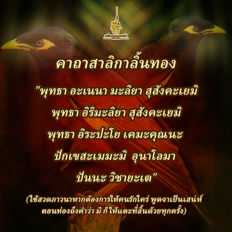คาถาสาริกาลิ้นทอง F