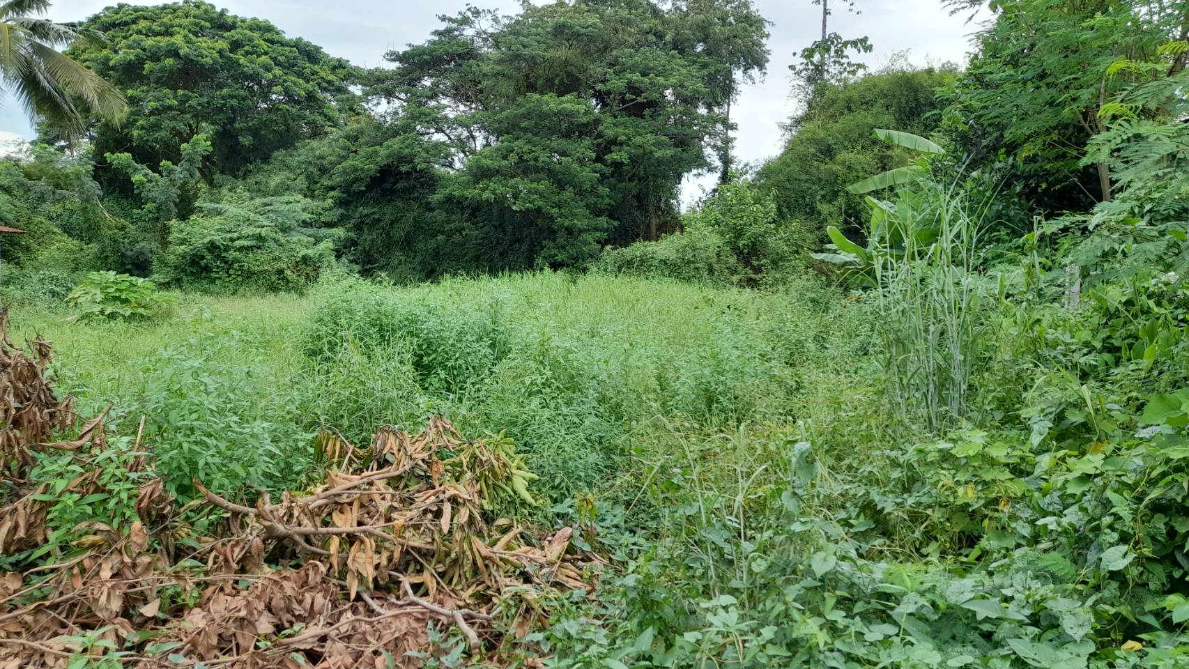 ขายที่ดินซอยตาโม ถ.อุดร-หนองใส ต.หนองบัว อ.เมืองอุดรธานี