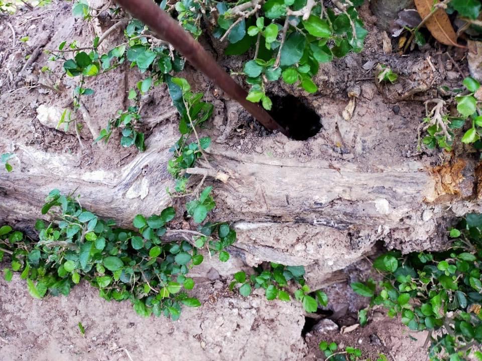 ตะกรุดตั้งตัวรุ่นสองดอกครู อาจารย์เขมร FL