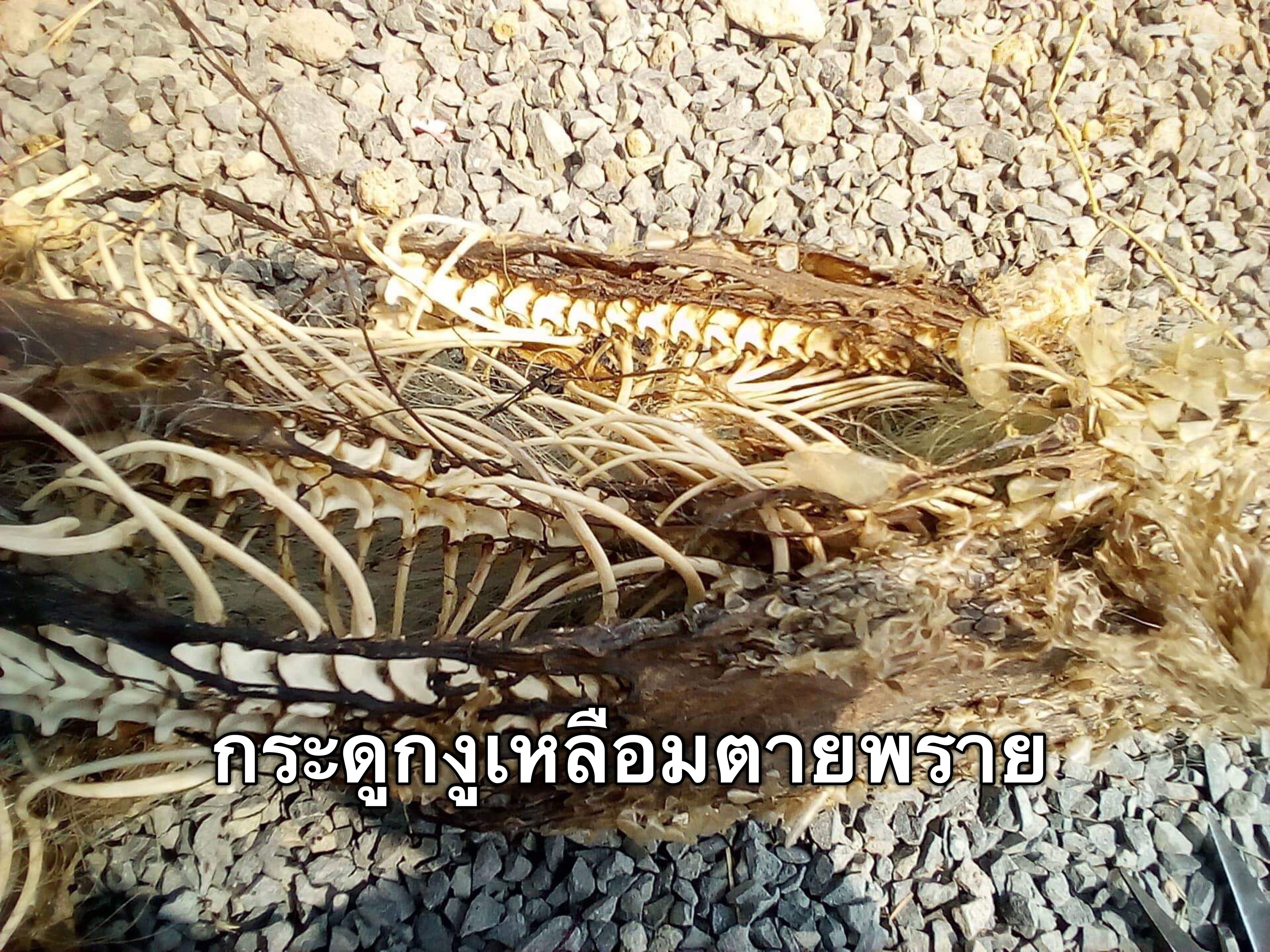 น้ำมันงูเหลือมเขาพนมกุเลน อาจารย์เขมร