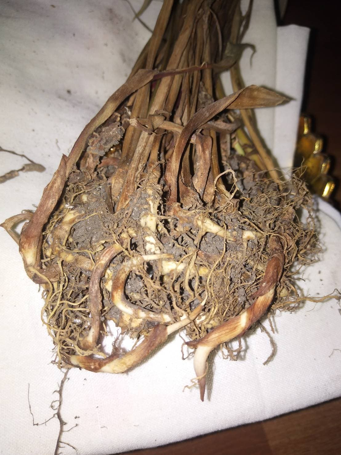 หุ่นเสน่ห์ยาแฝดเรียกคู่ อาจารย์เขมร