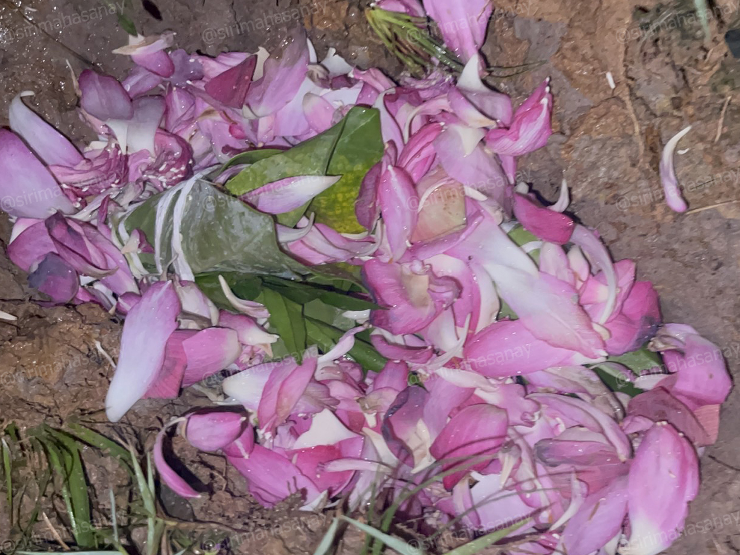 พิธีอาถรรพ์เปรี๊ยะสแน่ถม (ทำให้รัก) อาจารย์เขมร