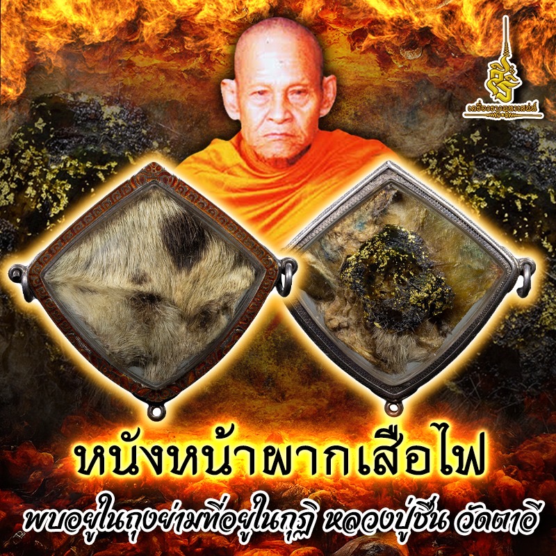 หนังหน้าผากเสือไฟ พบอยู่ในถุงย่ามที่อยู่ในกุฏิ หลวงปู่ชื่น วัดตาอี