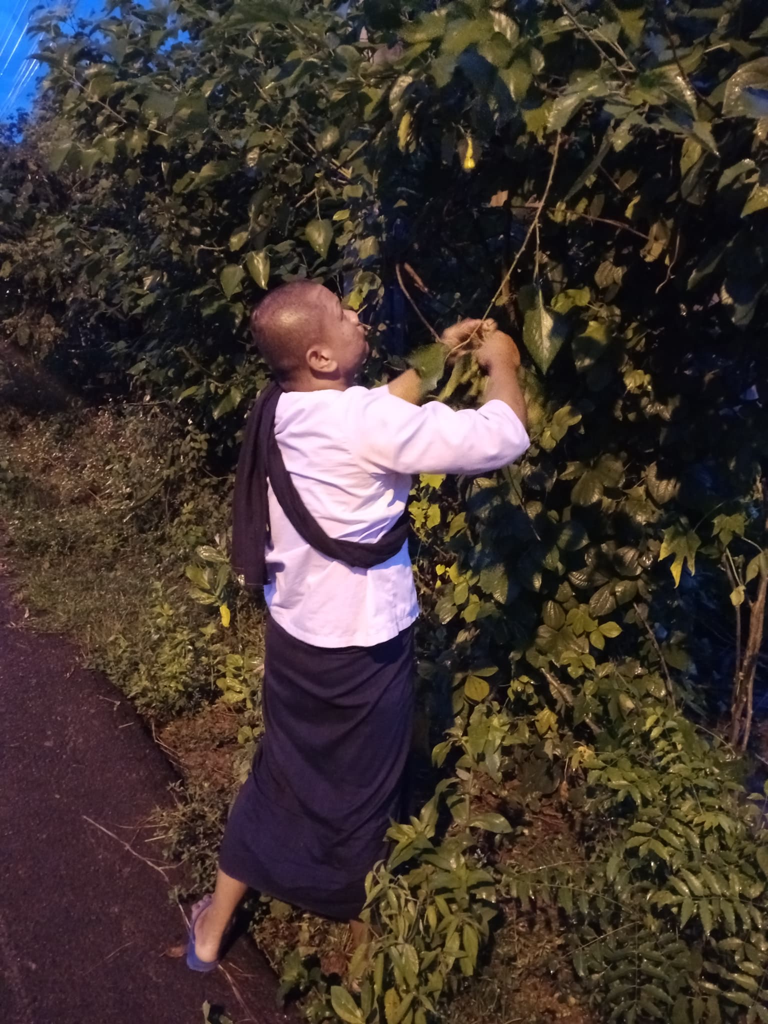 วัวธนูอาคม (โกบาสนาเตะ) อาจารย์เขมร