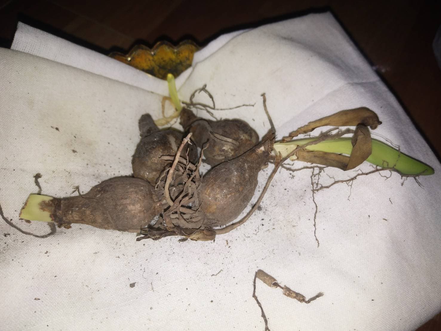 หุ่นเสน่ห์ยาแฝดเรียกคู่ อาจารย์เขมร