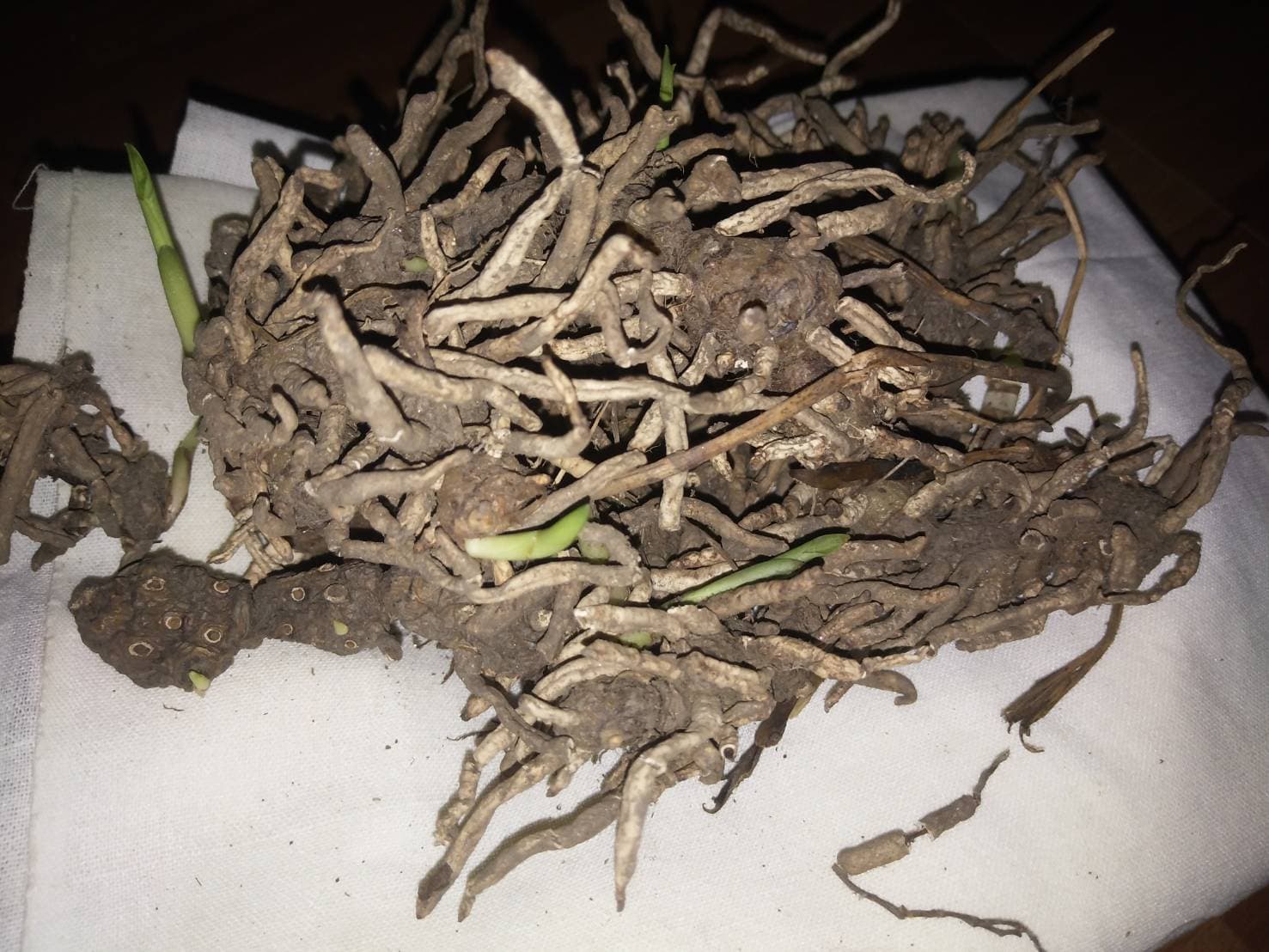 หุ่นเสน่ห์ยาแฝดเรียกคู่ อาจารย์เขมร