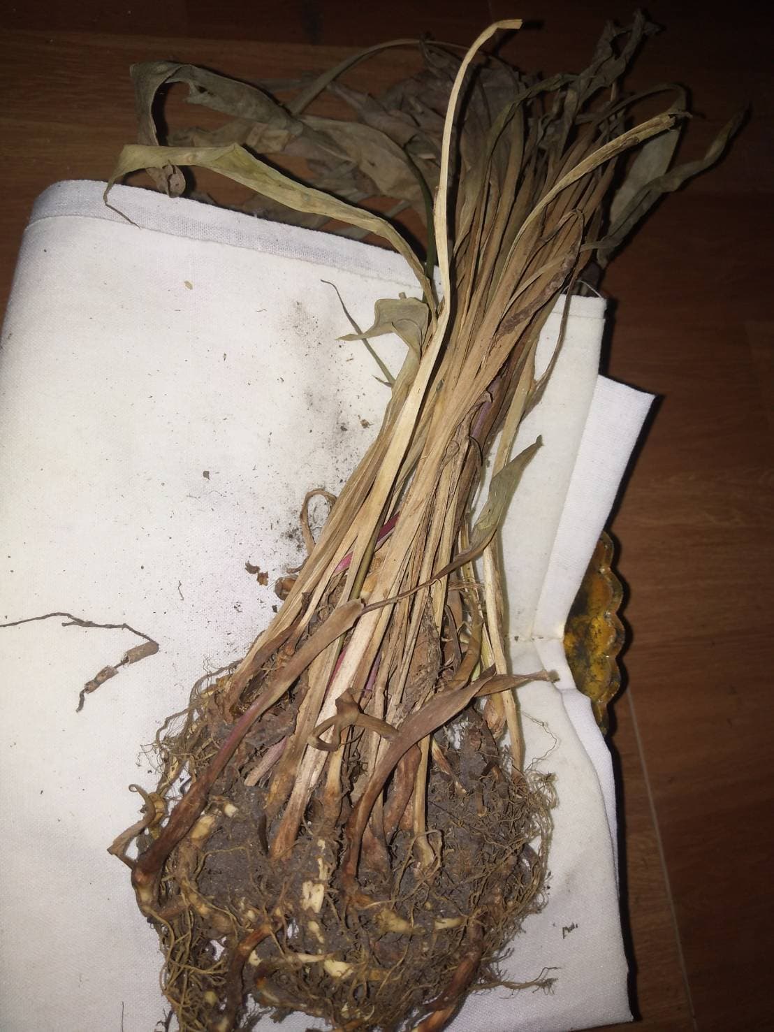 หุ่นเสน่ห์ยาแฝดเรียกคู่ อาจารย์เขมร