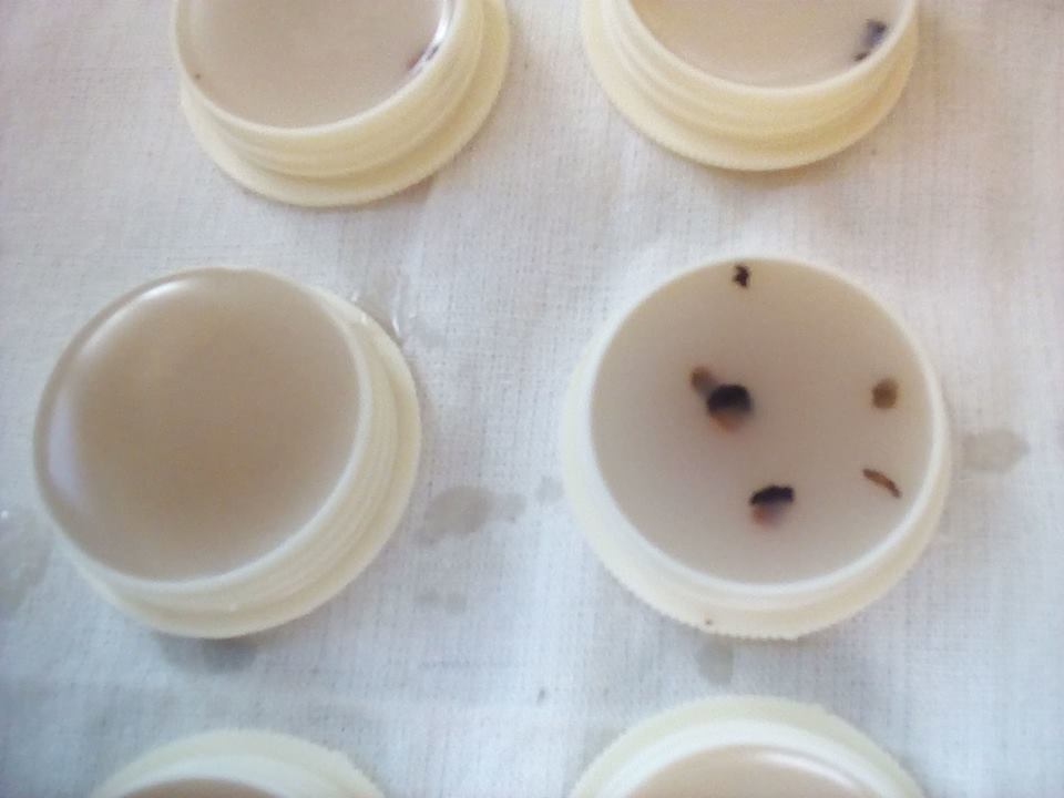 สีผึ้งยาแฝดลำโพง อาจารย์เขมร (FLT)