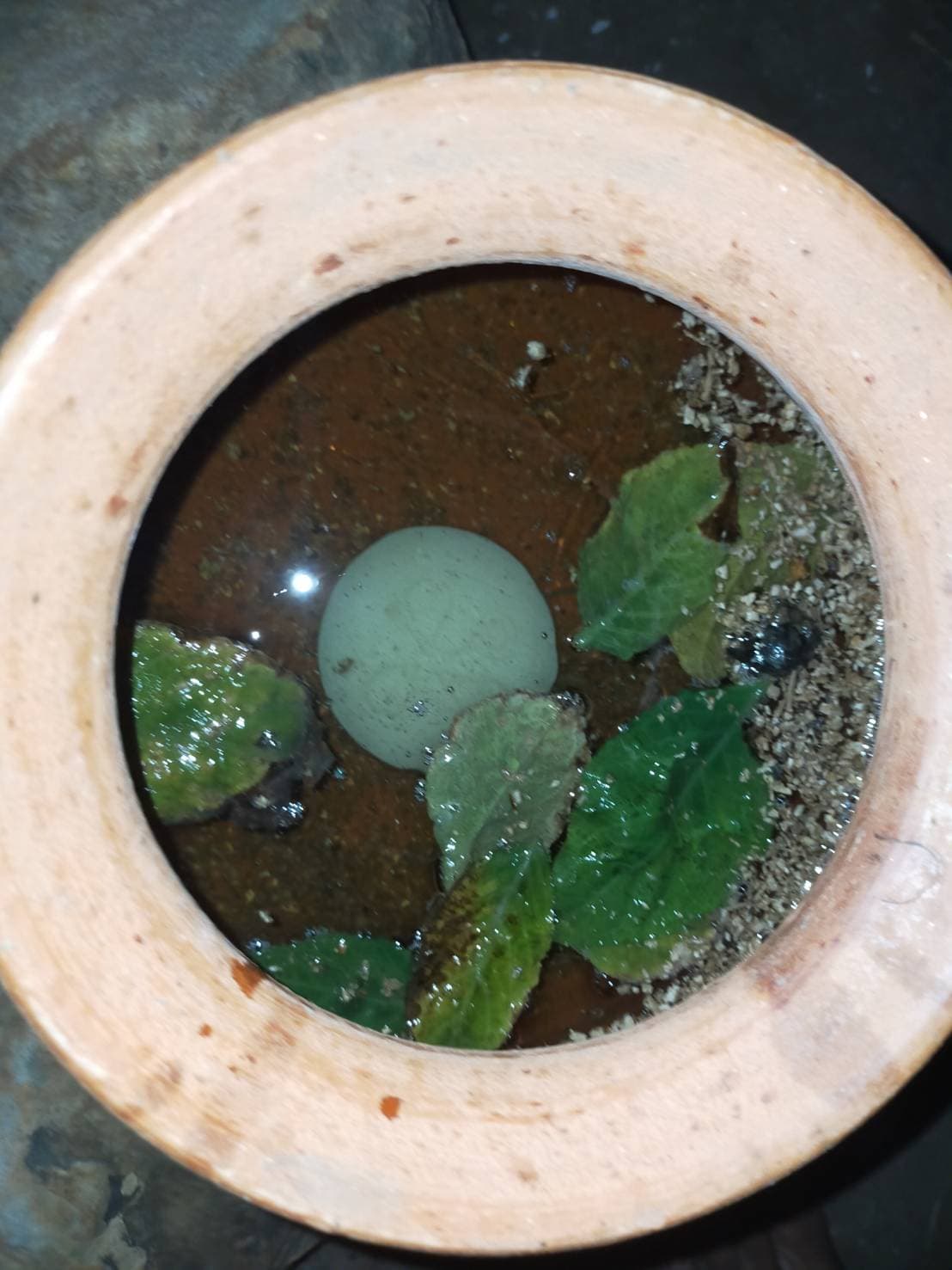 สีผึ้งมนต์กุเลน อาจารย์เขมร