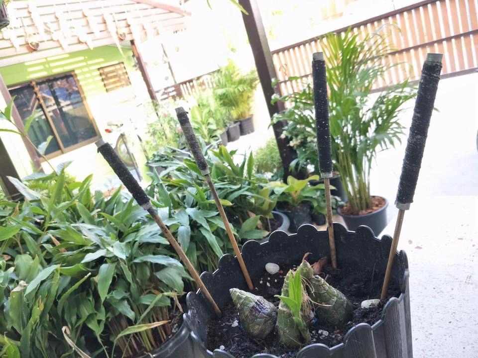 ตะกรุดเย็ด (ดอกครูพิเศษ) อาจารย์เกื้อกูล มหาบารมี 2561 F