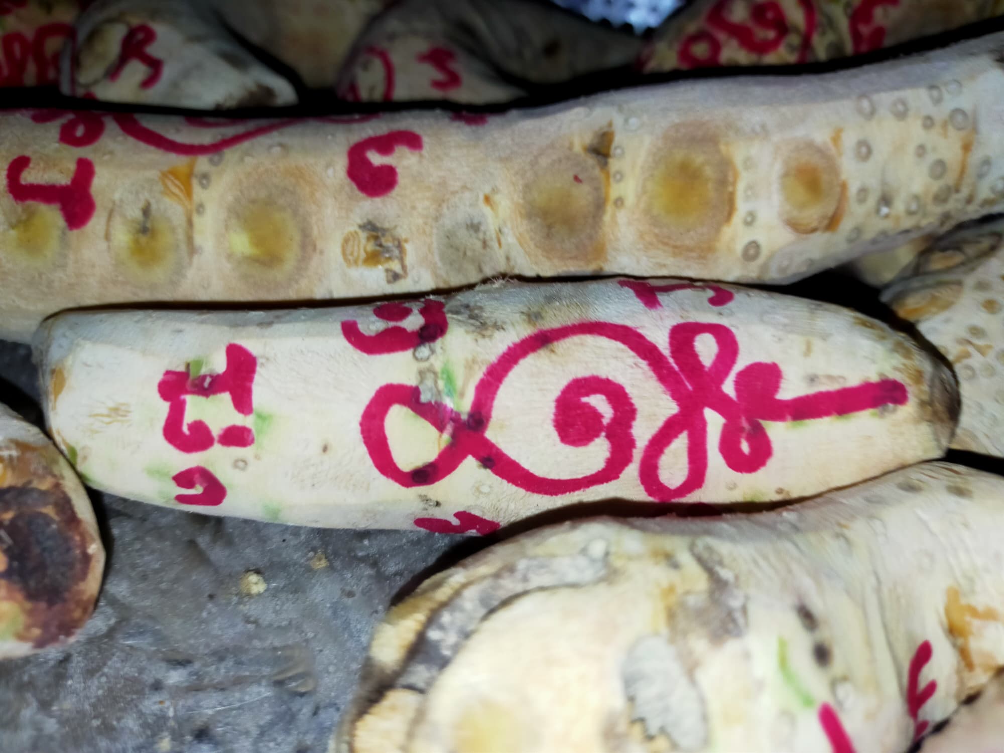 ⭕️ คตไม้ไผ่ อาจารย์โง่ก พจน์รัมย์