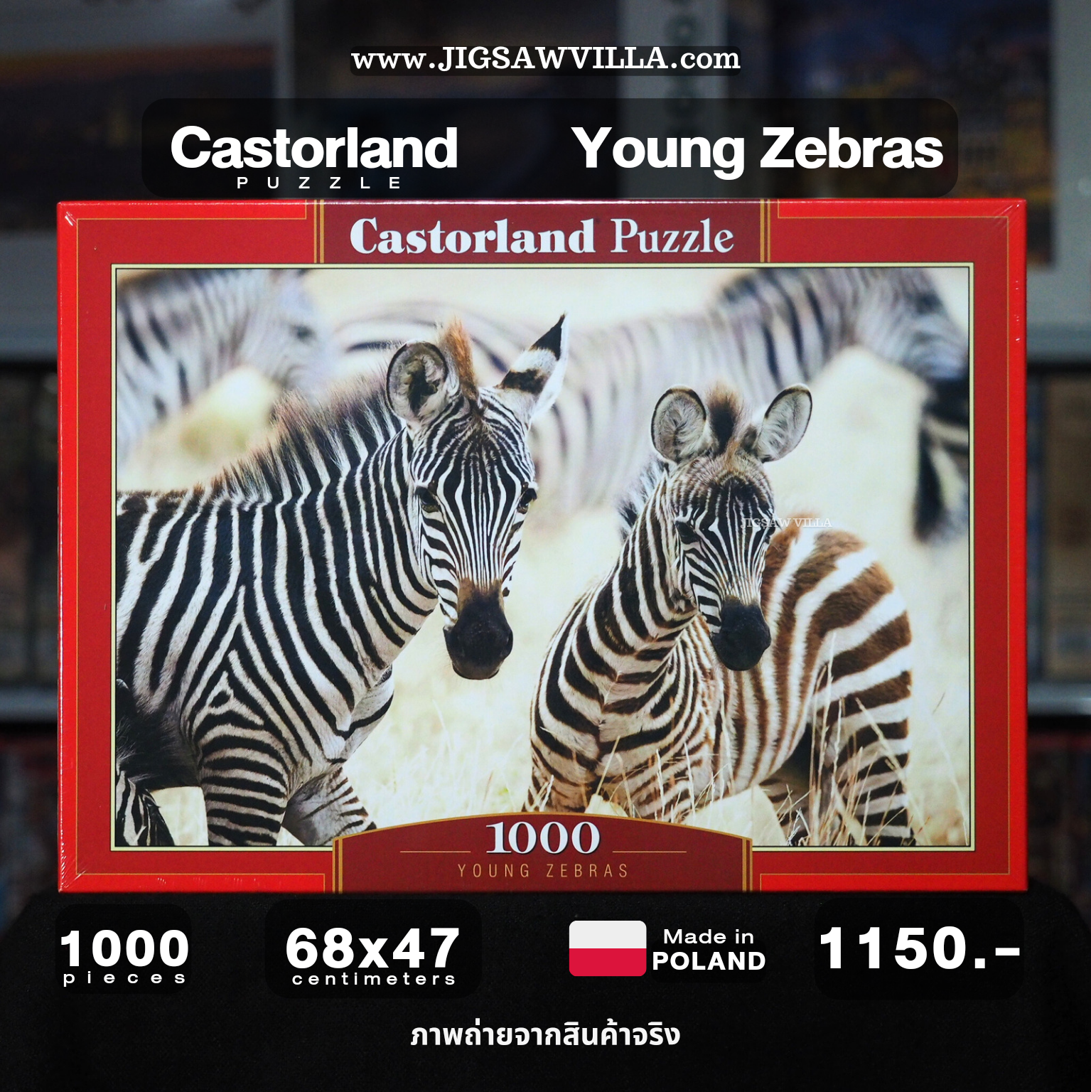 Castorland - Young Zebras 1000 pcs.