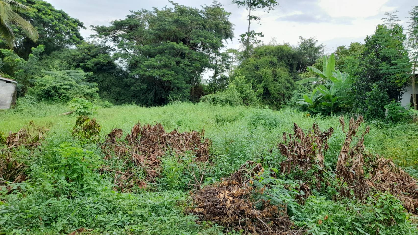 ขายที่ดินซอยตาโม ถ.อุดร-หนองใส ต.หนองบัว อ.เมืองอุดรธานี