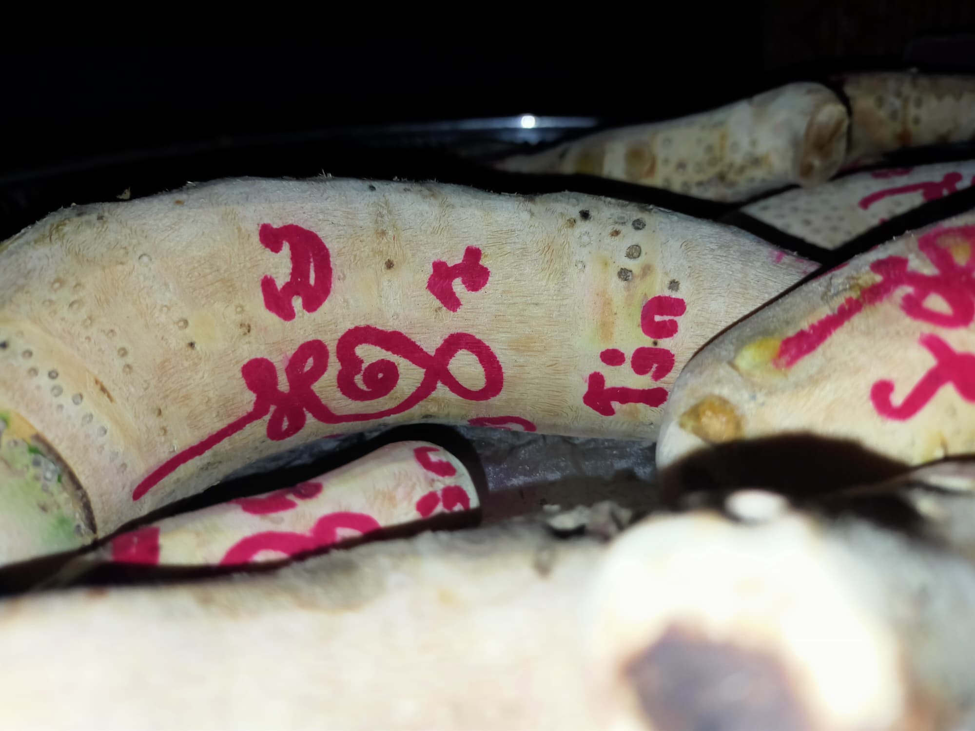 ⭕️ คตไม้ไผ่ อาจารย์โง่ก พจน์รัมย์