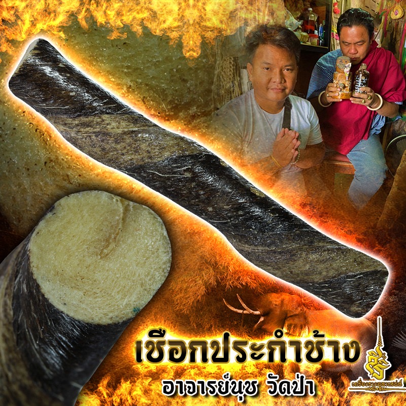 เชือกประกำช้าง อาจารย์นุช วัดป่า L