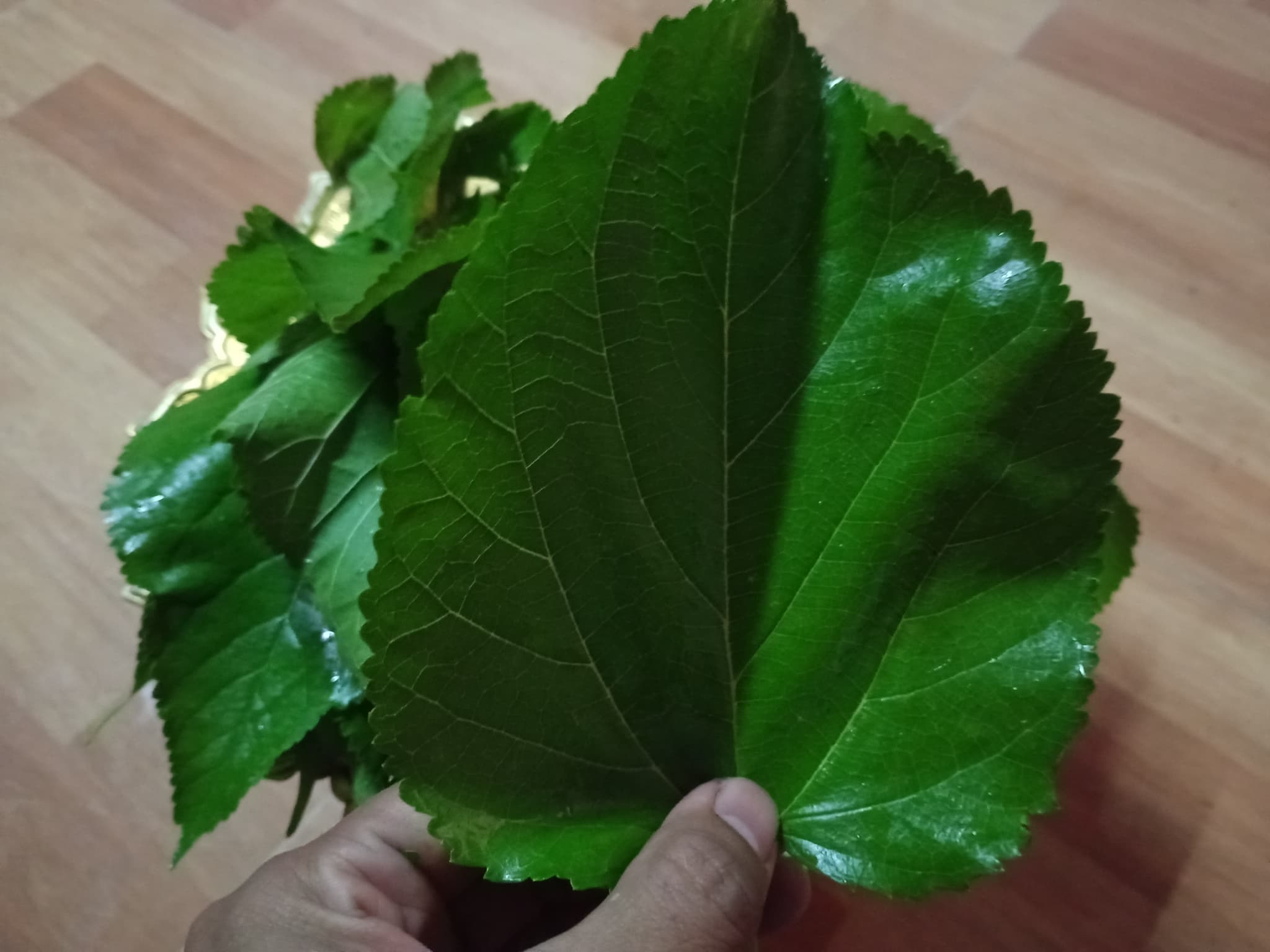 วัวธนูอาคม (โกบาสนาเตะ) อาจารย์เขมร