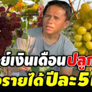 หนุ่มบัญชีเบื่องานหันเป็นนายตัวเอง ทำสวนองุ่นสร้างรายได้ปีละ 5 แสน