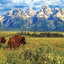 Eurographics - Grand Teton National Park Wyoming, USA (Non-Pattern) 1000 pcs.