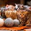 Bluebird Puzzle - Kittens in Basket 1000 pcs.