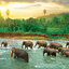 Eurographics - Save Our Planet : Rain Forest (Non-Pattern) 1000 pcs.