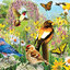 Eurographics - Backyard Birds (Panorama) 1000 pcs.