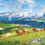 Eurographics - Mountain Elk (Non-Pattern) 1000 pcs.
