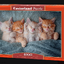 Castorland - The Sweetest Kittens 1000 pcs.