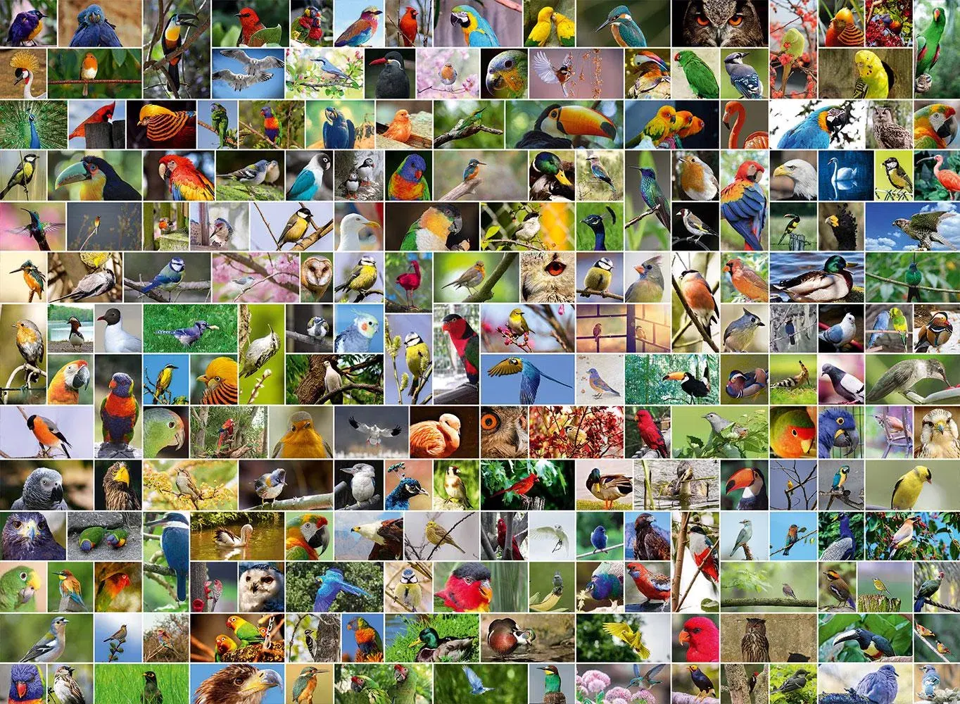 Bluebird Puzzle - Collage World's most Beautiful Birds 4000 pcs.